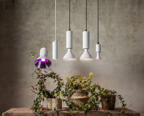 Żarówka LED PLANT LIGHT E14 PAR16 3,5W do wzrostu roślin — zdjęcie 4