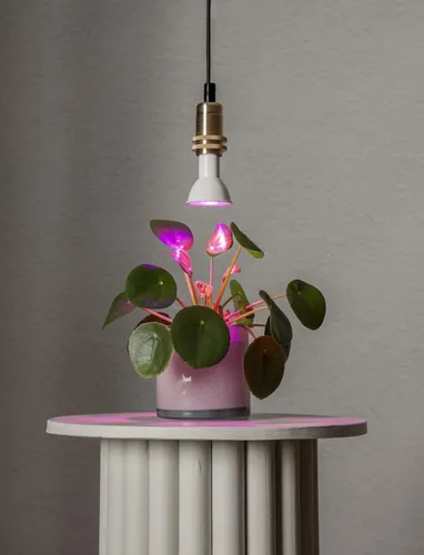 Żarówka LED PLANT LIGHT E14 PAR16 3,5W do wzrostu roślin — zdjęcie 7
