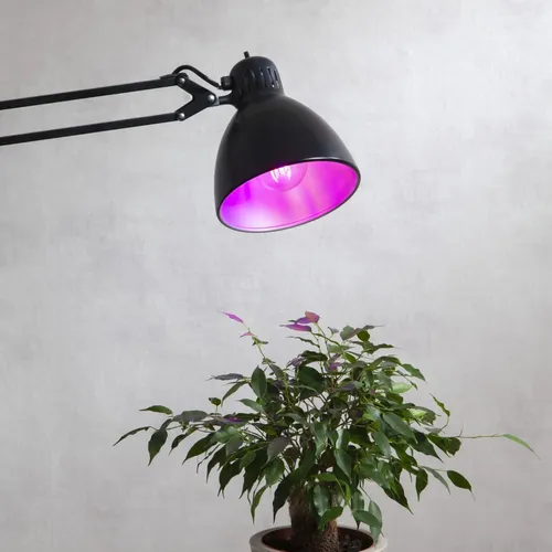 Żarówka LED PLANT LIGHT E27 A60 6,5W do wzrostu roślin — zdjęcie 2