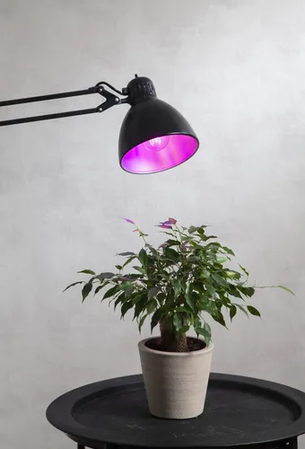 Żarówka LED PLANT LIGHT E27 A60 6,5W do wzrostu roślin — zdjęcie 4