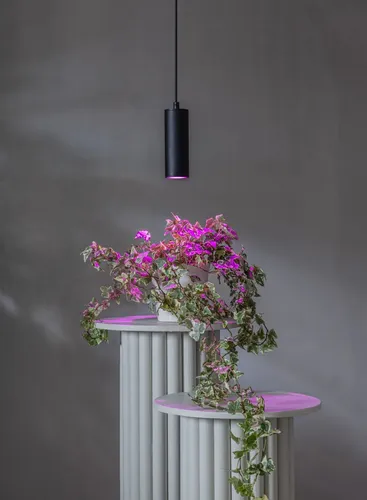 Żarówka LED PLANT LIGHT Gu10 MR16 3,5W do wzrostu roślin — zdjęcie 8